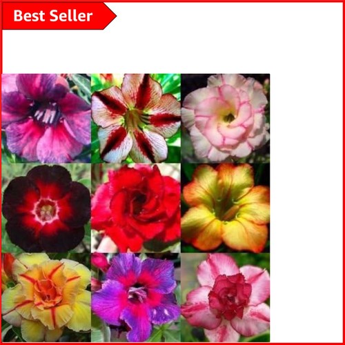 Adenium obesum mixed - mixed,