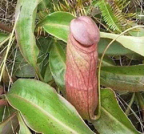 Nepenthes - , (carnivorous
