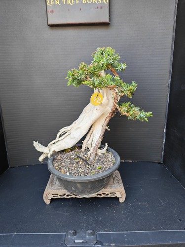 Tanuki juniper bonsai - (78r)tanuki,