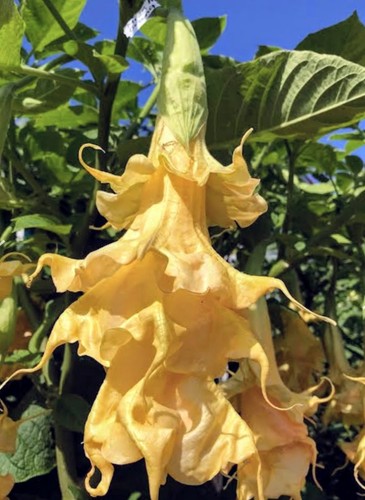 Brugmansia miss helen - brugmansia, (angel