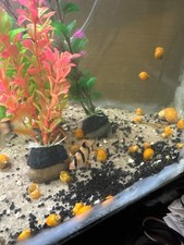 3 Live Mystery Snails Various Sizes 3-4 Months Old