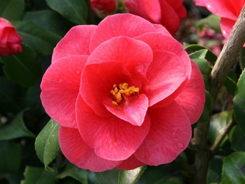 Camellia mary williams plant - camellia,
