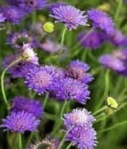 Field scabious seeds knautia - field,