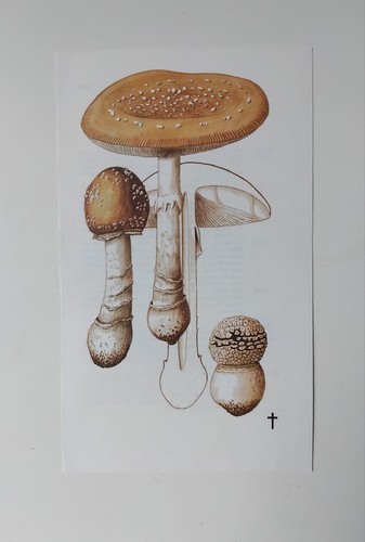 Vintage mushroom print wall - mushroom,