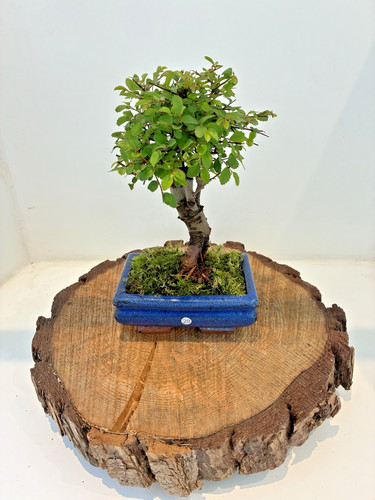Chinese elm ulmus parvifolia - chinese,