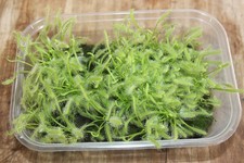 Carnivorous Sundew Drosera