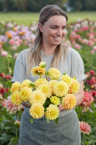 Dahlia tuber bocherell - dahlia,