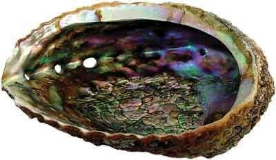 Green abalone sea - shell, one