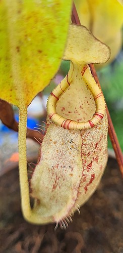 Nepenthes spectabilis - spectabilis, x