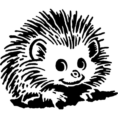African pygmy hedgehog - 'african, hedgehog'