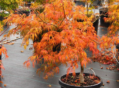 Acer tree orange lace - tree,