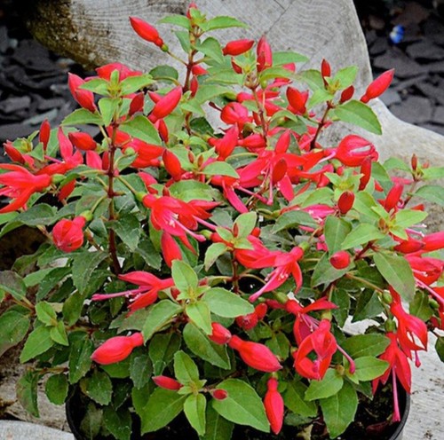 Fuchsia plug plants - fuchsia,