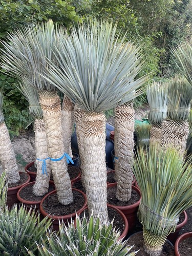 Yucca rostrata 160 - yucca,