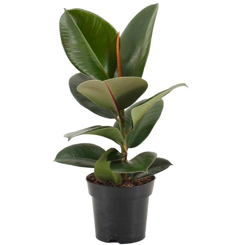 Ficus robusta indoor rubber - robusta,