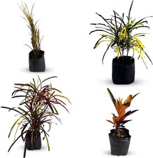 Croton Peach, Croton Picasso, Croton Zanzibar, Croton Cock Tail Yellow Liveplant