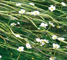 LARGE BUNCH  WATER CROWFOOT UK
