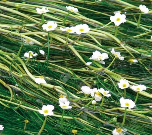 Large bunch water crowfoot - , uk
