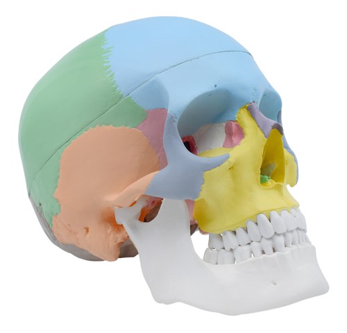 Didactic human adult skull - didactic,