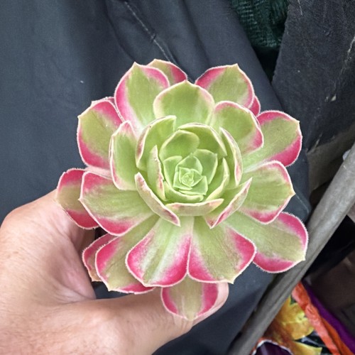 Aeonium anna width - anna, 3