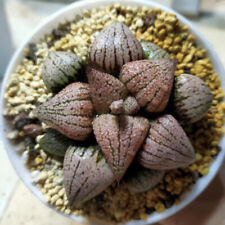 6CM Succulent Plant Haworthia