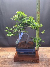 Chinese Elm Bonsai Tree S