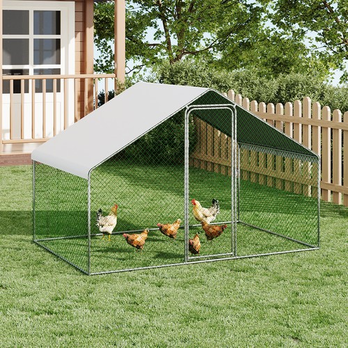 Metal walk chicken - chicken, pet