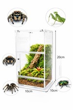 10x10x20cm Jumping Spider 