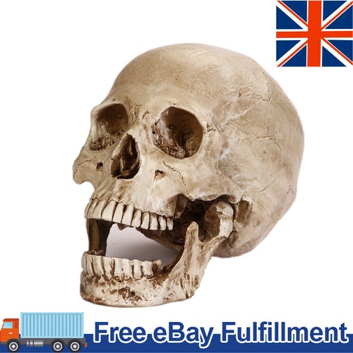 Lifesize realistic human skull - realistic,