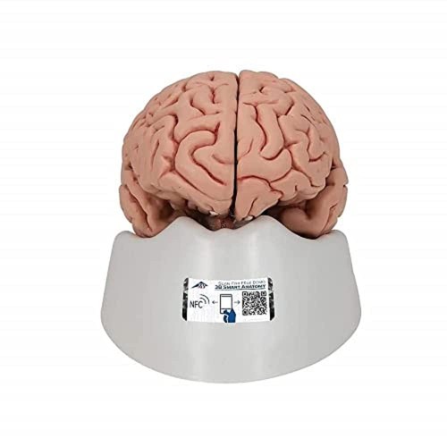 Scientific anatomical brain - 3b,