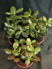 Crassula Ovata, Money Plant In A Pot, Rooted, Easy Care, 5 Rooted Cuttings