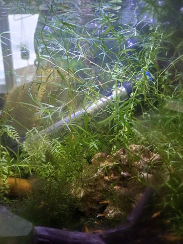 Snail free guppy grass - guppy,