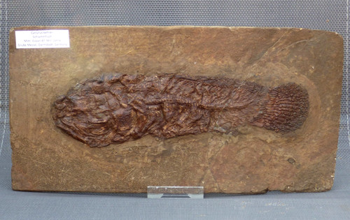 Eocene fossil fish cyclurus - fossil,
