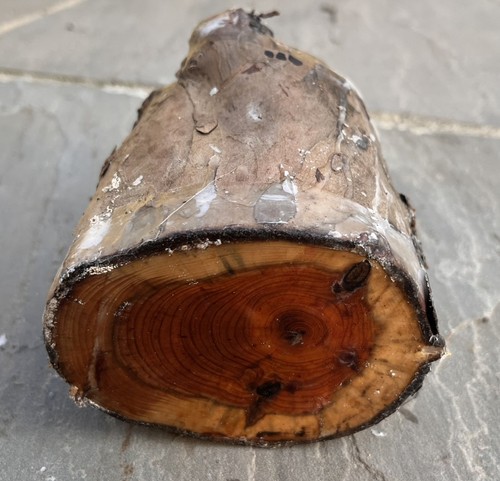 English yew woodturning wood - english, woodturning/wood