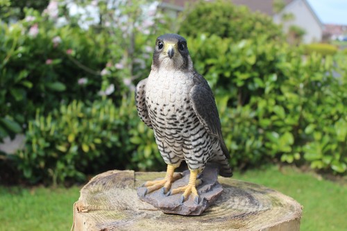 Vivid arts peregrine falcon - arts,
