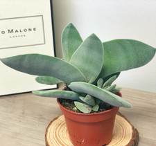 Crassula falcata ‘Boomerang’ – Succulents in 5.5cm Pot - Houseplants, Cactus