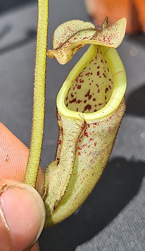 Nepenthes burbidgeae seed - burbidgeae,