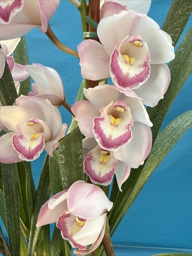 Cymbidium noid amber pink - cymbidium,