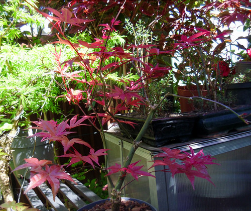 Japanese maple deshojo acer - japanese,