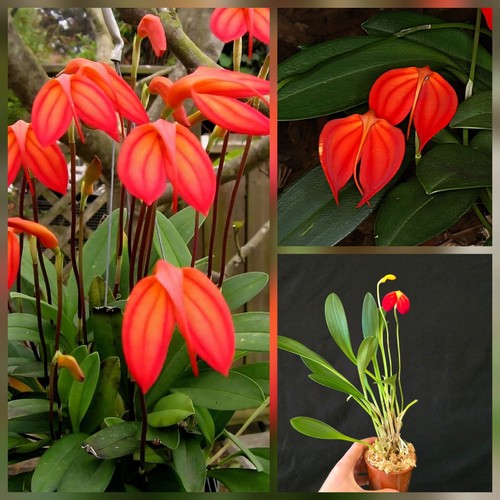 Masdevallia ignea beautiful - ignea.,