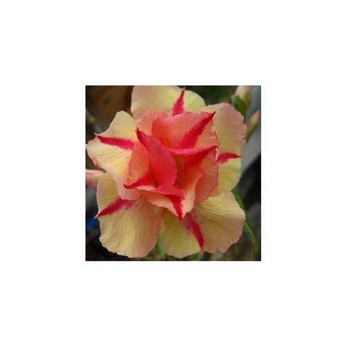 Jaruntong germinated - "jaruntong",