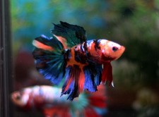 HALFMOON Red Koi Galaxy Male - BFP507