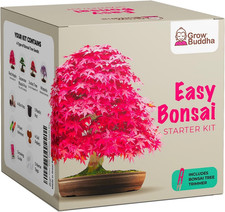 Grow Your Own Bonsai Kit –