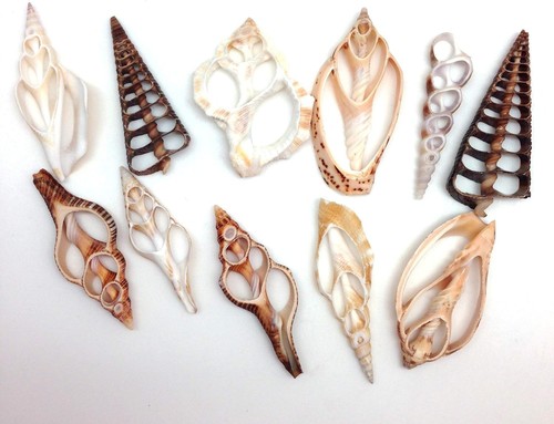 20pc center cut assorted mixed - center,