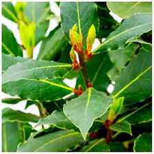 Laurus nobilis / Bay Tree in