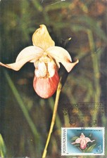 E0046 Maxi card Romania flowers & plants - Phragmipedium schlimii orchid