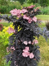 Sambucus Black Tower. New Upright elder with Intense Burgundy & Black foliage 2L