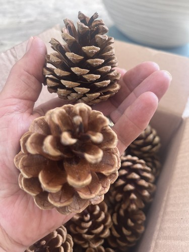 Pine cones perfect - perfect, for