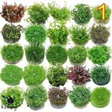 Live Aquarium Plants In Vitro