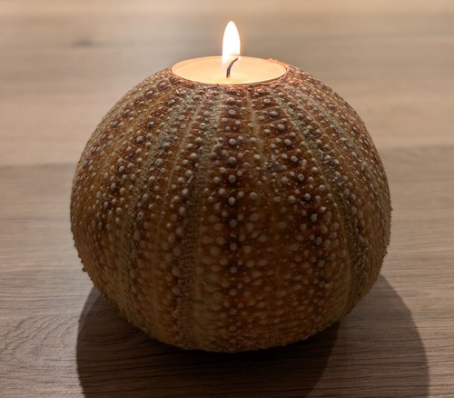 Sea urchin tea - tea, candle