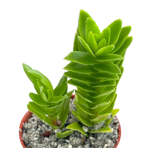 Crassula coccinea uk grown - -,